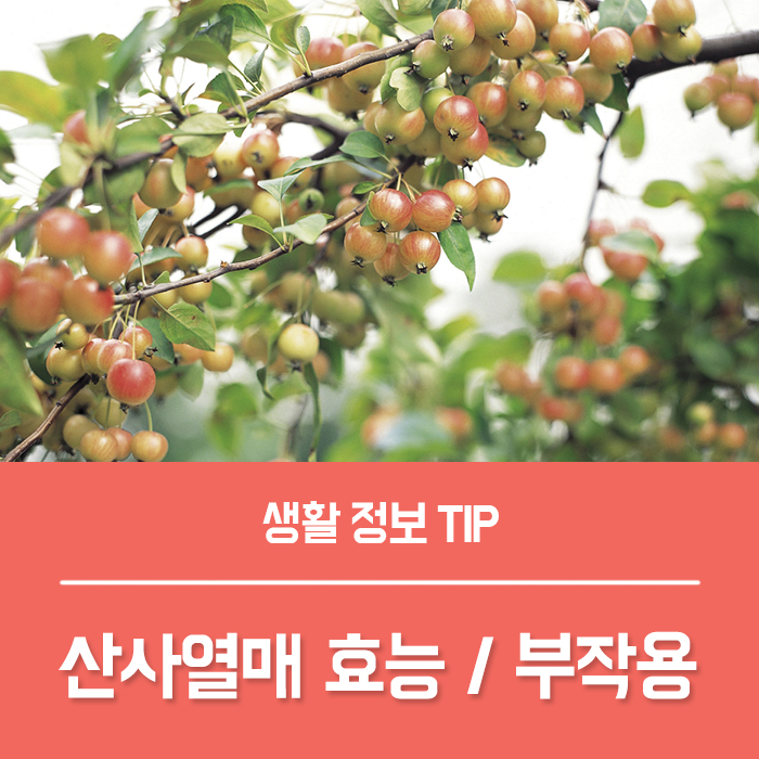  산사나무 산사열매 효능 4가지, 먹는법 부작용 총정리!