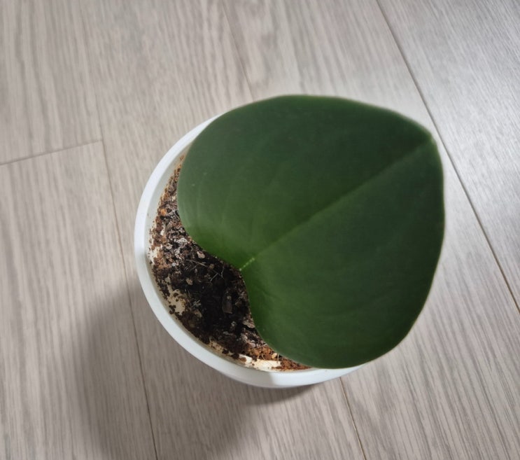  청페페 잎꽂이 삽목 성공
