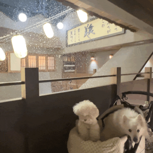 1년 365일 눈 내리는 낭만적인 고깃집 애견동반가능 1년 365일 눈 내리는 낭만적인 고깃집 애견동반가능