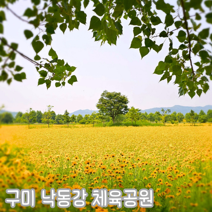  구미 낙동강체육공원 금계국 군락지 위치 자전거 대여하는 법