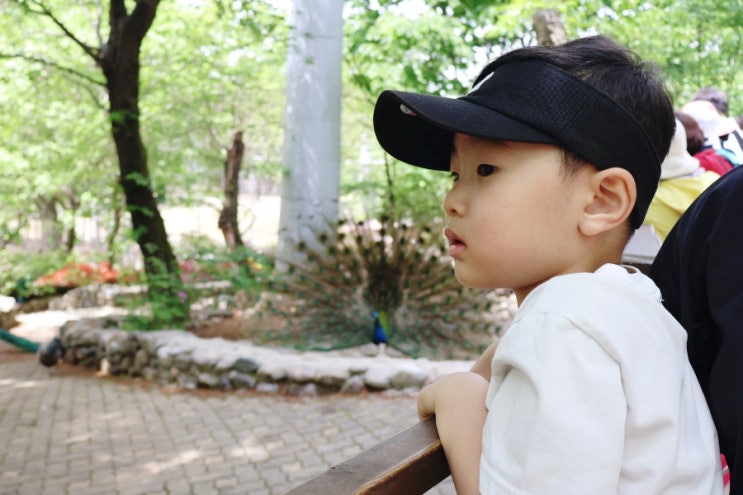  서울대공원 동물원 저렴했던 발렛 주차 및 리프트패키지 정보