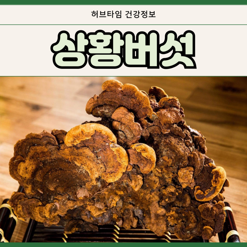 상황버섯 효능 가루 분말 먹는법