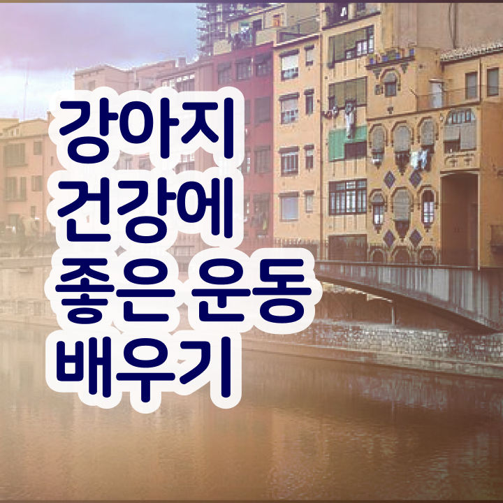  반려동물 관리사 , 온라인 교육으로 반려견운동지도사자격증 취득 노하우
