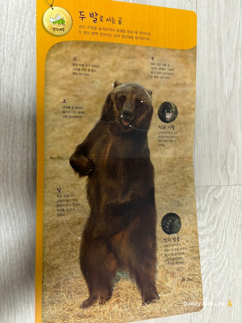 자연동화 책 읽어주는 아빠의 책 육아, \u003c곰, 곰, 무슨 곰\u003e 책 추천 : 네이버 블로그, image size:800x1067