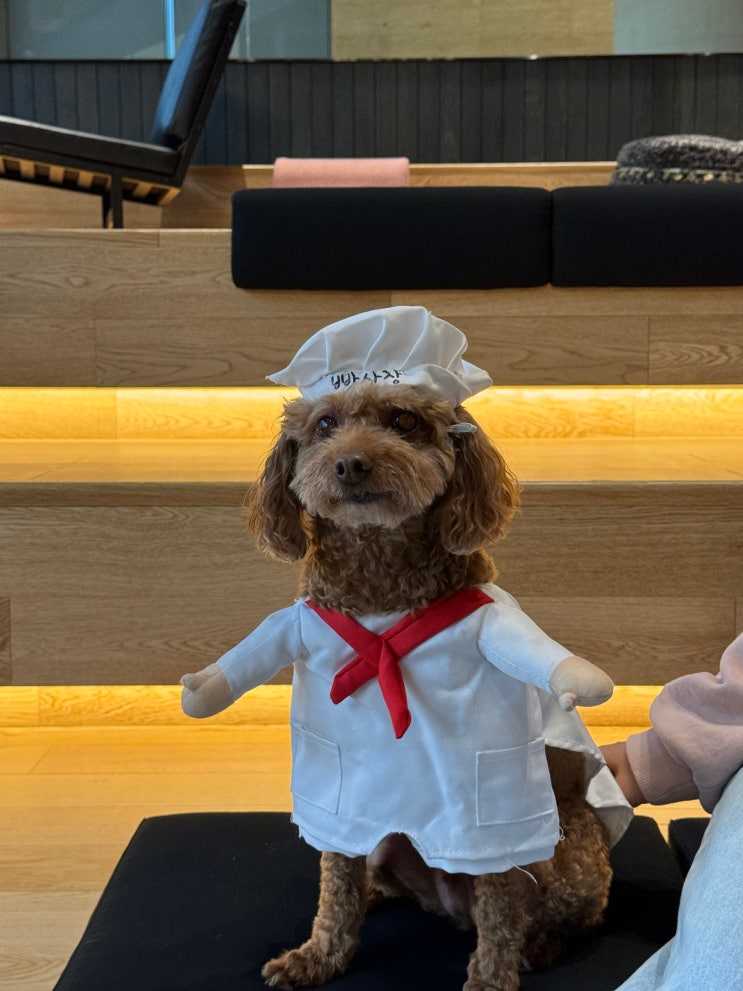  홍천 비발디 애견동반 소노펫클럽앤리조트 플레이그라운드 놀거리, 즐길거리, 애견 동반 식당