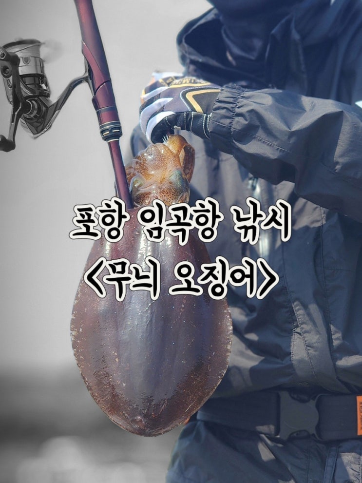  포항 임곡항 무늬오징어 잡은 날_0525