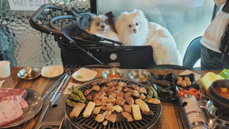 일산애견동반식당 견애가 강아지놀이터