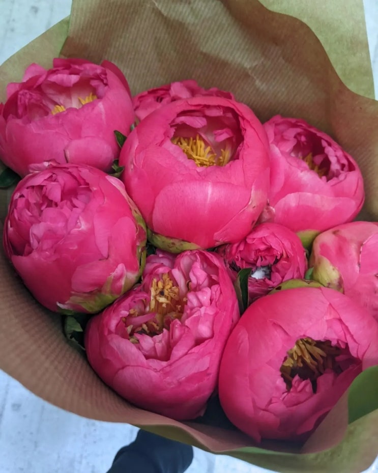  작약 Pfingstrosen Peony Paeonia