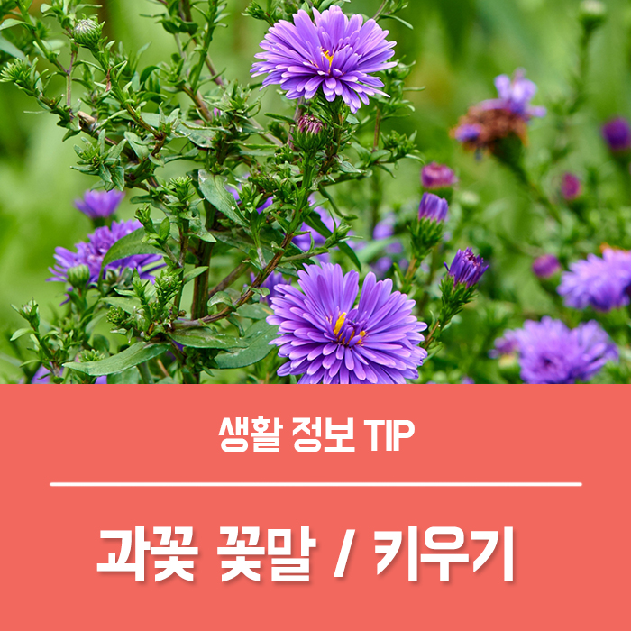  과꽃 꽃말과 특징 키우기, 과꽃 동요가사는?