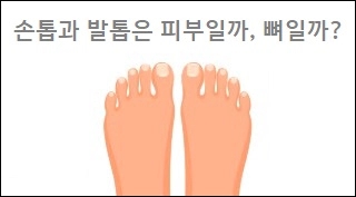  손톱과 발톱은 피부일까, 뼈일까? 발톱 손톱 성분 상식