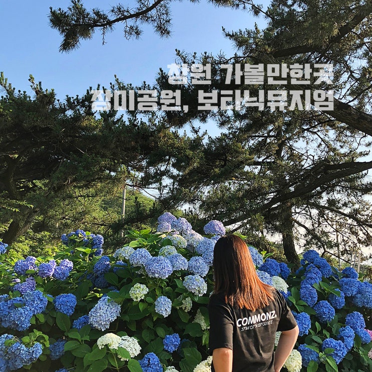  경남 창원 데이트 가볼만한곳, 창원 장미공원 진해 보타닉뮤지엄 소개