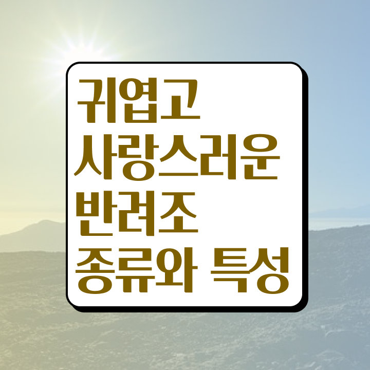  퀘이커 앵무새 가격 , 반려조관리사 자격증 취득한 정보 보고가세요