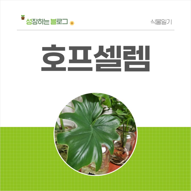  호프셀렘 키우기 수경재배 흙재배