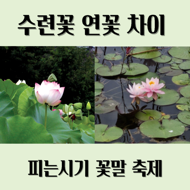  수련꽃 연꽃 차이 피는 시기 꽃말 축제