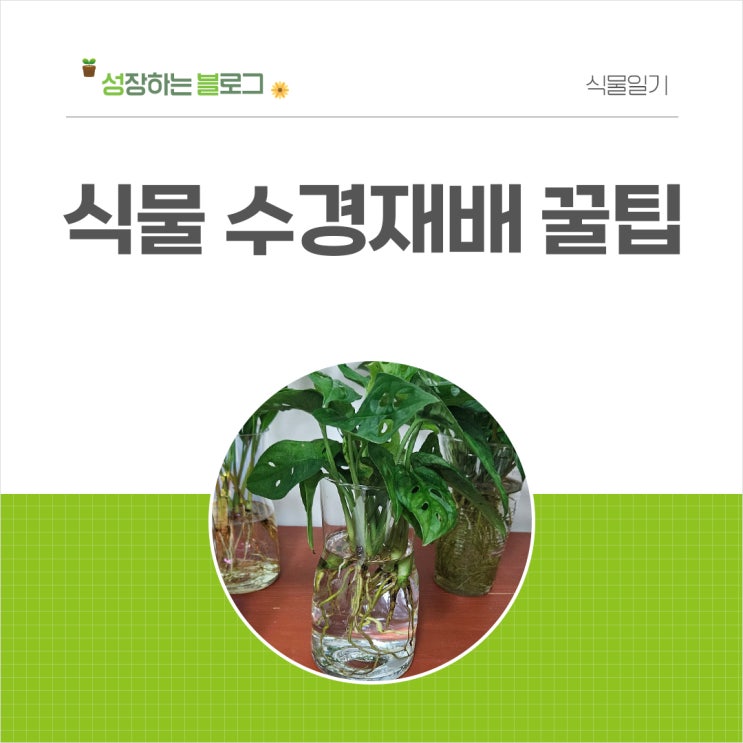  흙 없이도 싱싱하게 쉽게 키우는 식물 수경재배 장점 꿀팁