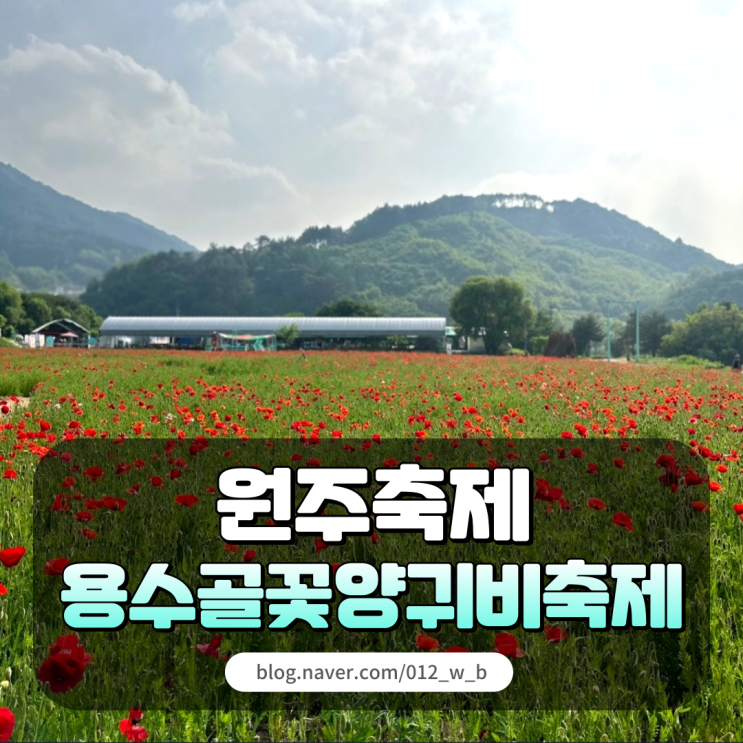  [2024 원주 용수골 꽃 양귀비 축제] 봄에는 꽃구경해야죠(05.22.기준)