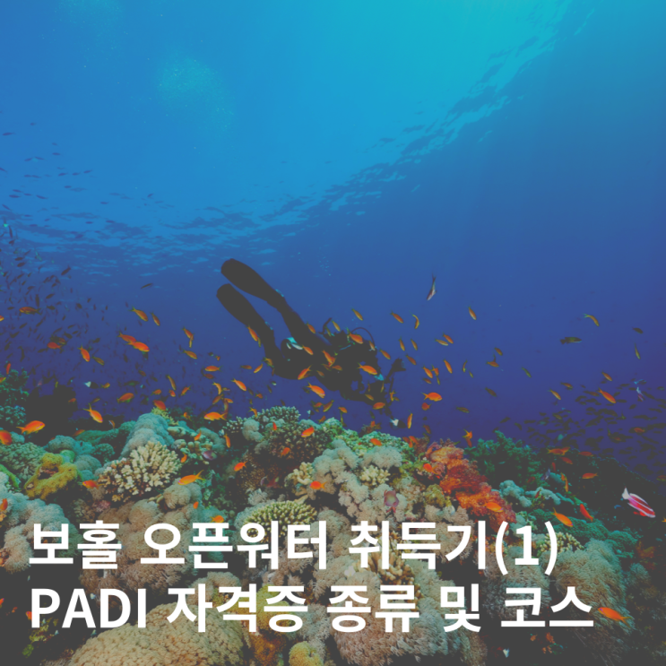  보홀 오픈워터 취득기(1) 스쿠버 다이빙 자격증 종류 PADI 어드밴스드
