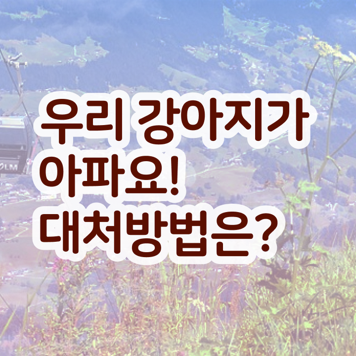  경기도 반려동물 의료비 지원 , 반려동물관리사 자격증 2주 만에 합격한 전략 및 채용 정보