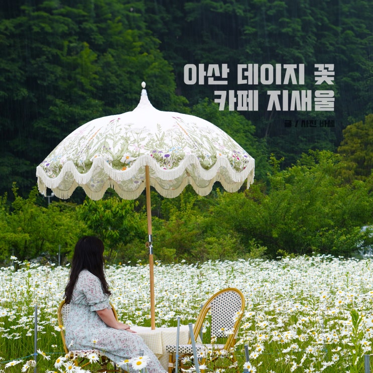  아산 카페 지새울, 데이지 꽃 5월 26일 개화 상태?