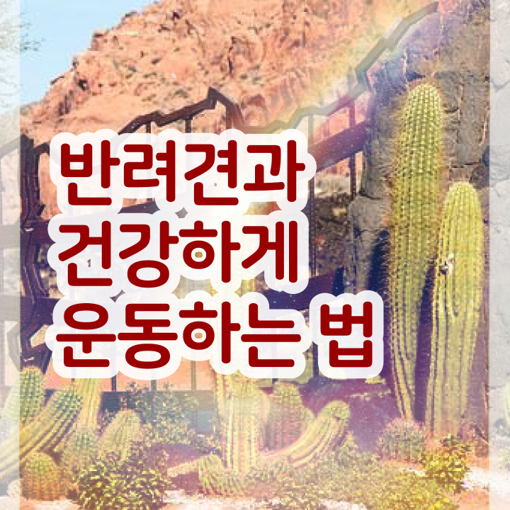  반려견운동지도사 강의 , 반려견운동지도사자격증 취득한 과정 , 취업관련 정보