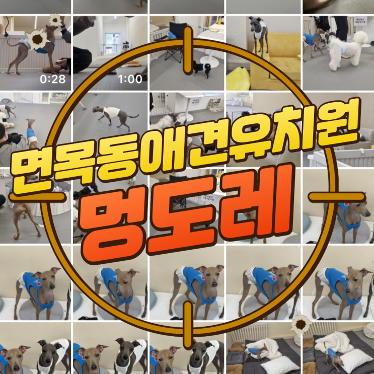  구디맘 블로그 - 면목동 애견유치원 [멍도레] 방문 후기(Feat.구찌)