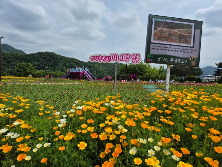  경기 가평 자라섬 꽃페스타