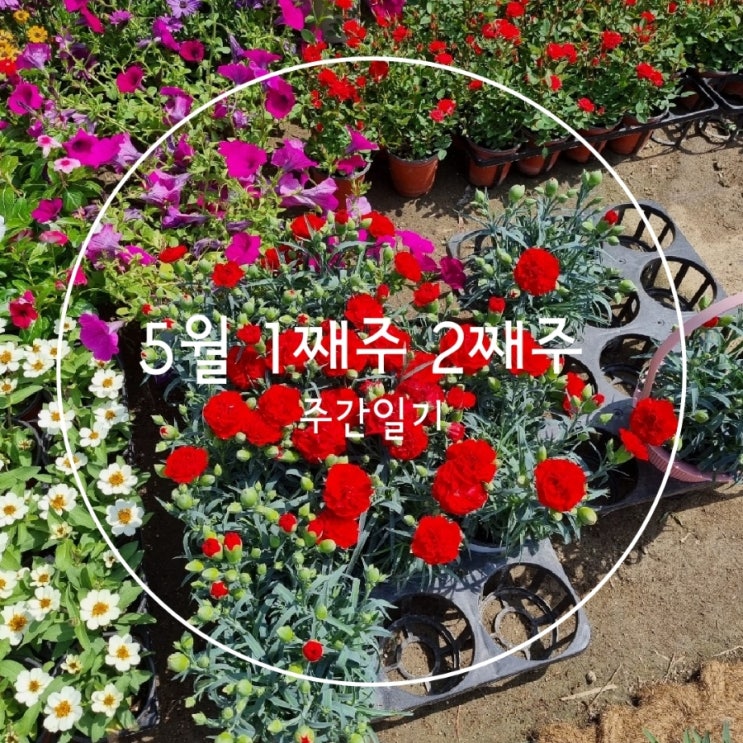  5월 1째주 2째주 주간일기 가정의달