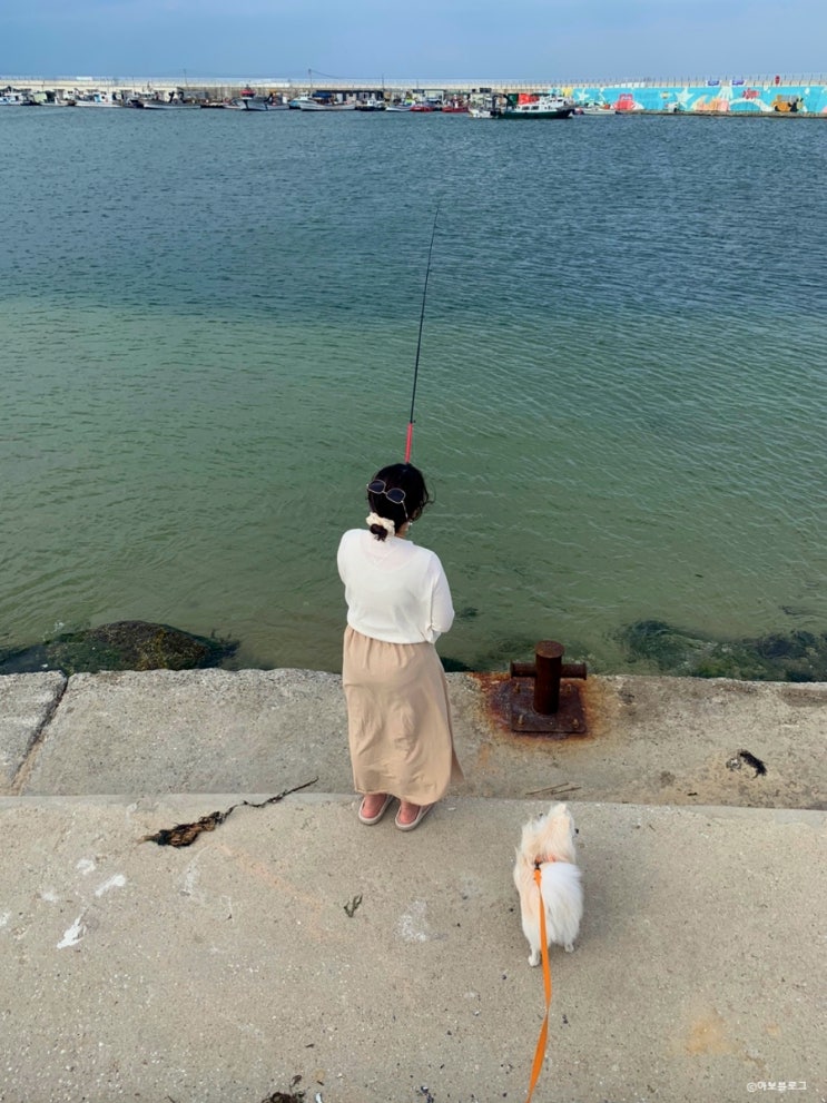  강아지 동반 강릉 캠핑 일기 / 강릉 강아지 동반 카페