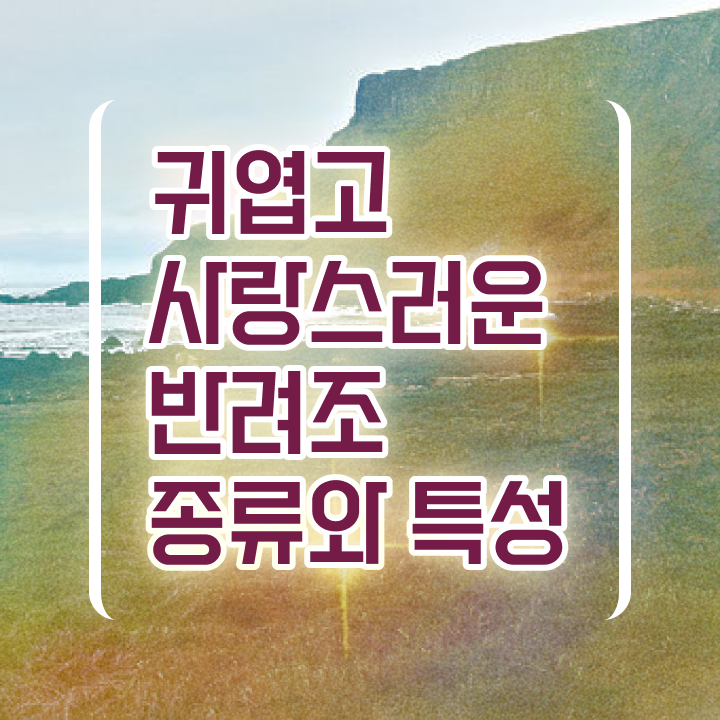  말하는 앵무새 종류 , 반려조관리사 자격증 직장인도 쉽게 합격한 전략 최신정보 공유