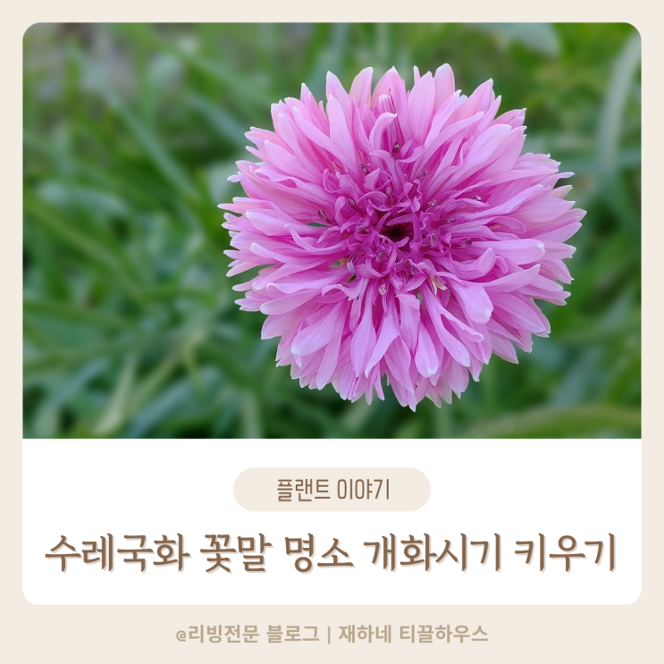  수레국화 꽃말 파종 명소 키우기 개화시기 에 대해서 알아봐요