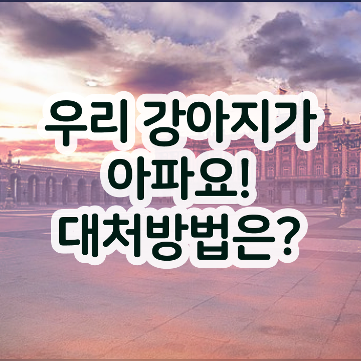 , 반려동물관리사 자격증 독학으로 합격한 전략 및 이후 전망