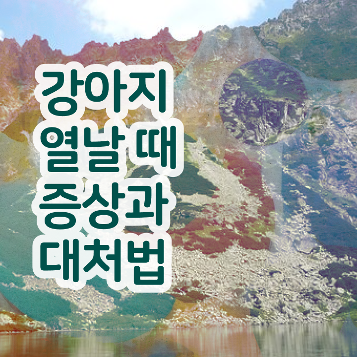  반려동물 인형 , 반려동물관리사 자격증 온라인으로 쉽게 취득한 정보 확인하기