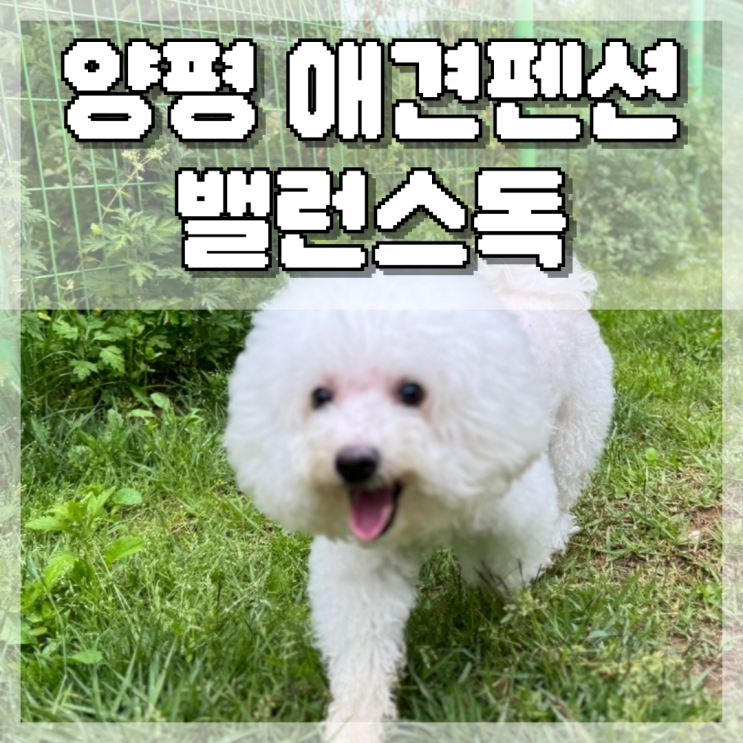  아기랑 강아지랑 양평애견펜션 밸런스독 1박2일 여행 준비물