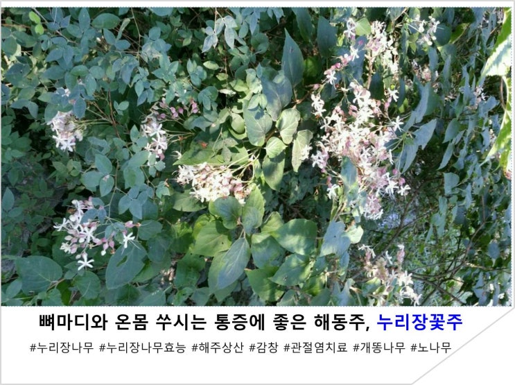 뼈마디와 온몸 쑤시는 통증에 좋은 해동주, 누리장꽃주