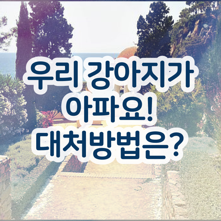  대구 강아지 훈련사 , 반려동물관리사 자격증 온라인으로 취득한 정보 필수 정보