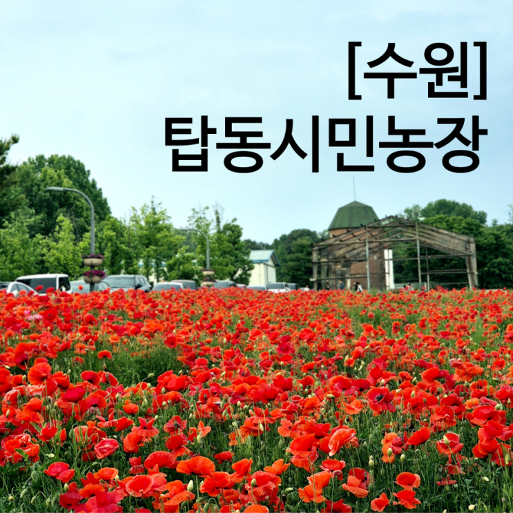  수원 탑동시민농장 꽃구경 하기 좋은 곳 새빨간 양귀비 수레국화 가득 주차