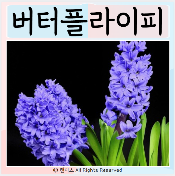  버터플라이피 효능 주의사항