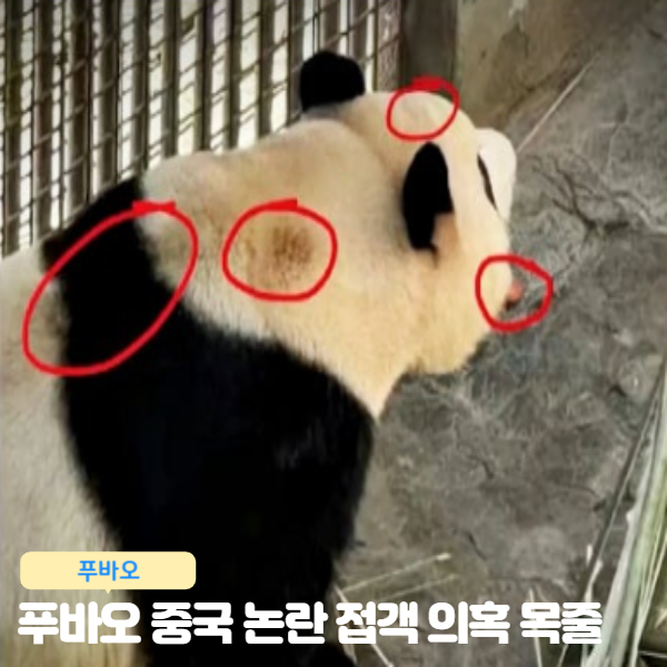  푸바오 중국 논란 접객 의혹, 목줄, 감각모, 탈모 처우 열악 네티즌 분노