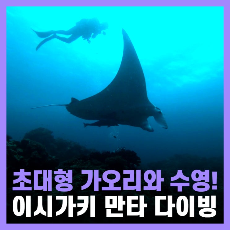  이시가키섬 2월 여행 만타레이 스쿠버다이빙 후기