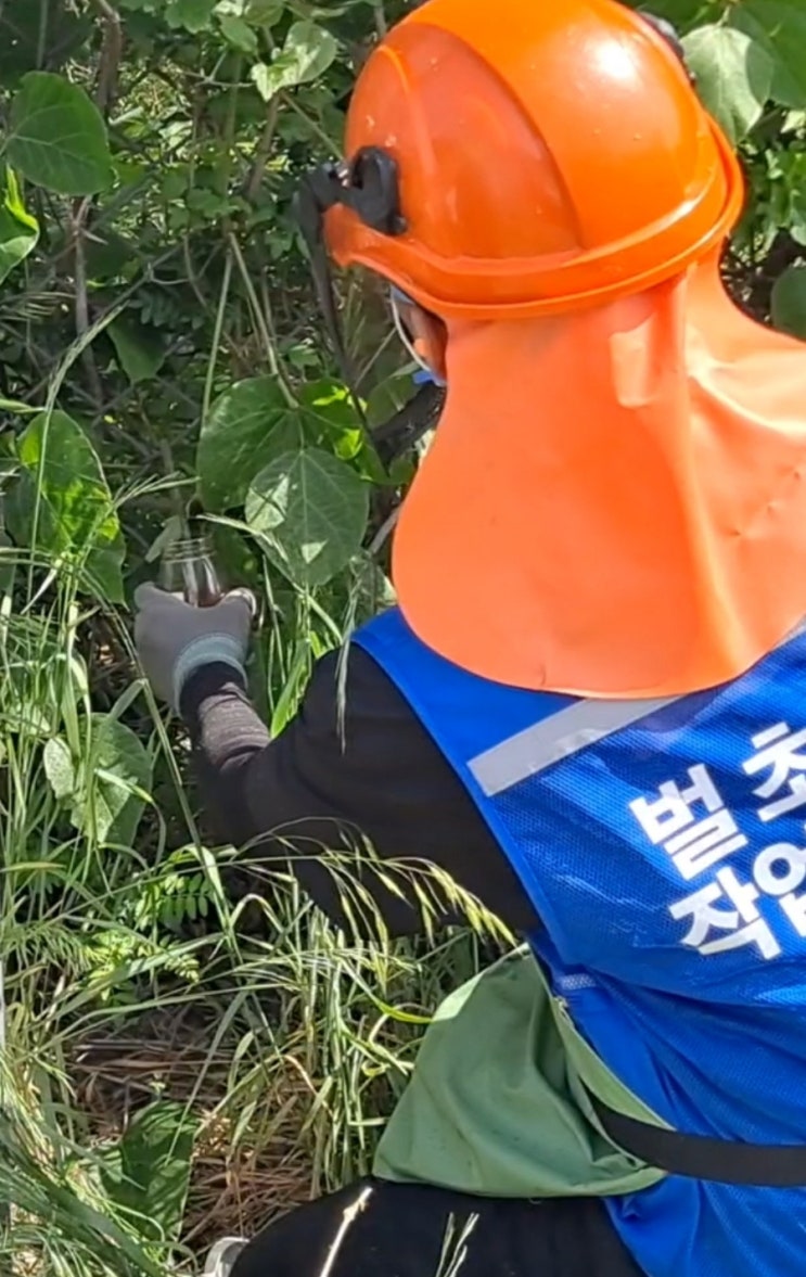  울산 울주군 두서면 전읍리 공공기관 통신설비 주변 예초대행("울산울주예초대행 ")