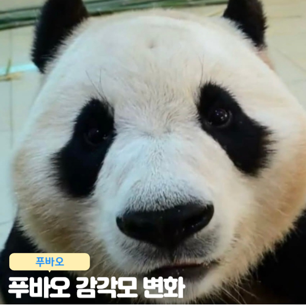 푸바오 감각모 변화 심각 미인점? 무엇?