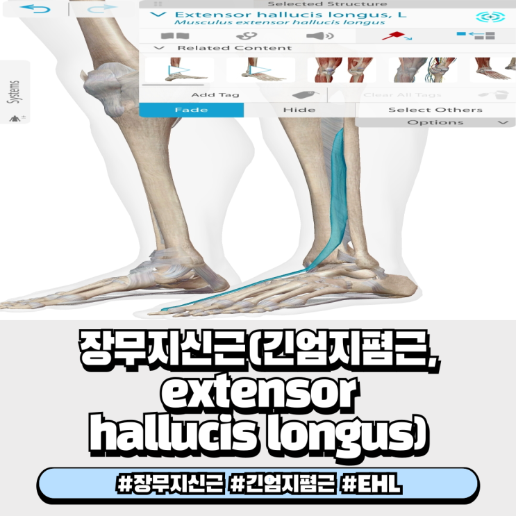  장무지신근 긴엄지폄근 Extensor hallucis longus 기시점 정지점