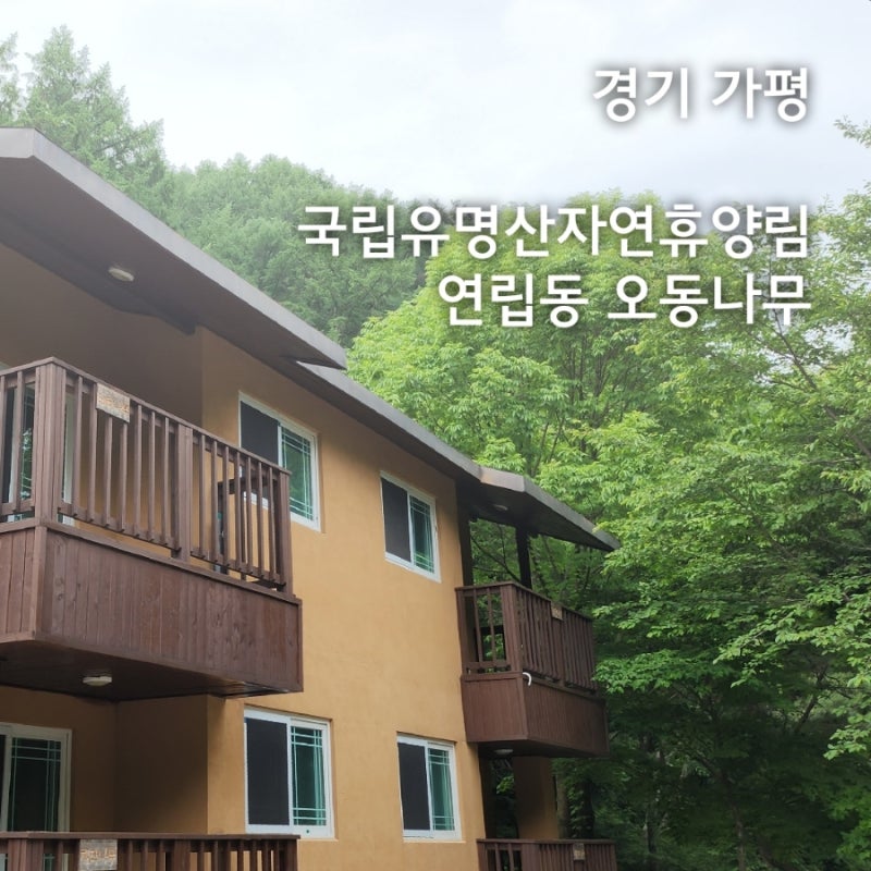 지금이 딱 가기 좋은 계절! 경기 가평 국립유명산자연휴양림 연립동 오동나무