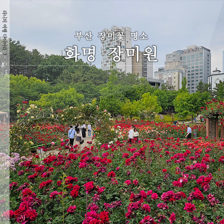  화명동 장미원 부산 장미 명소 5월 갈만한 곳