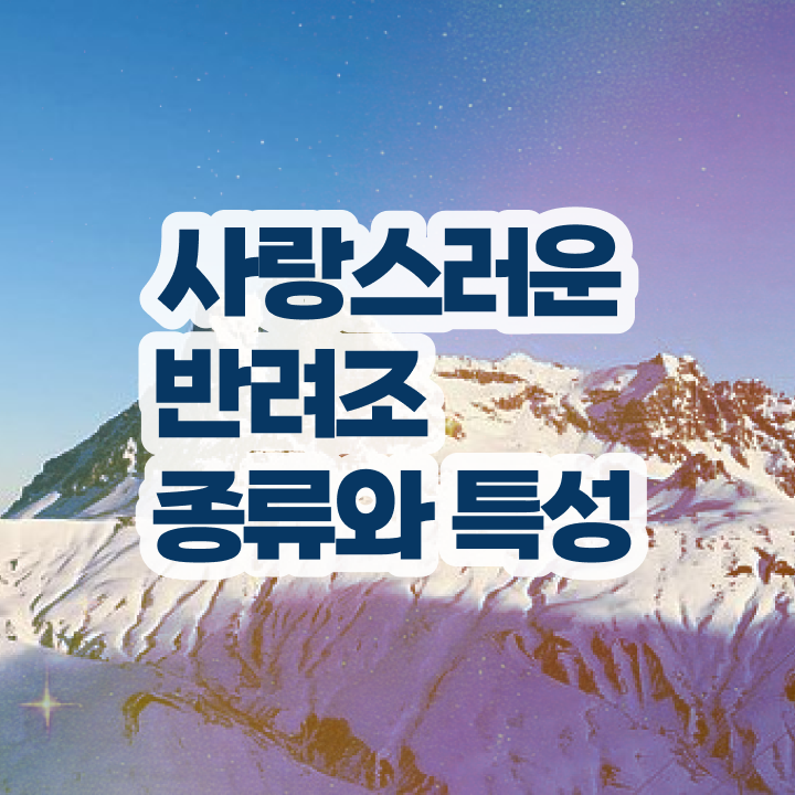  말하는 앵무새 분양가격 , 반려조관리사 자격증 15일 만에 학습한 후기 및 구직정보