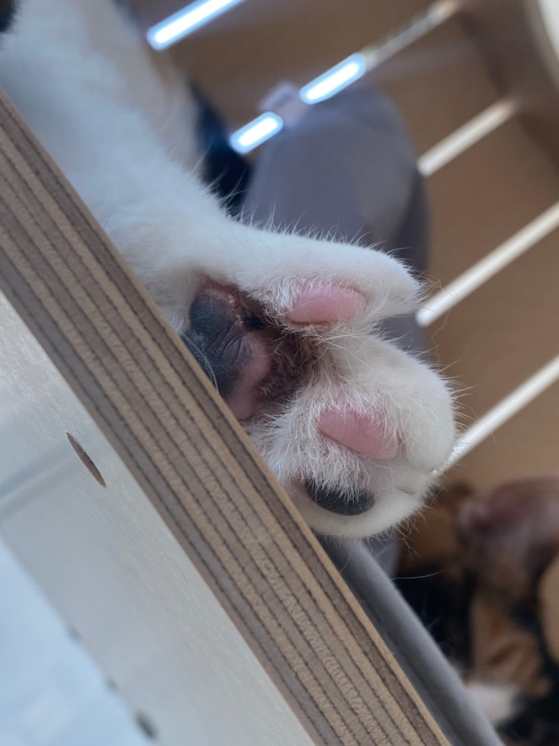 고양이병원] 24-05 두번째 기록, 고양이 지간염 / 허피스 / 스테로이드 : 네이버 블로그, image size:800x1067