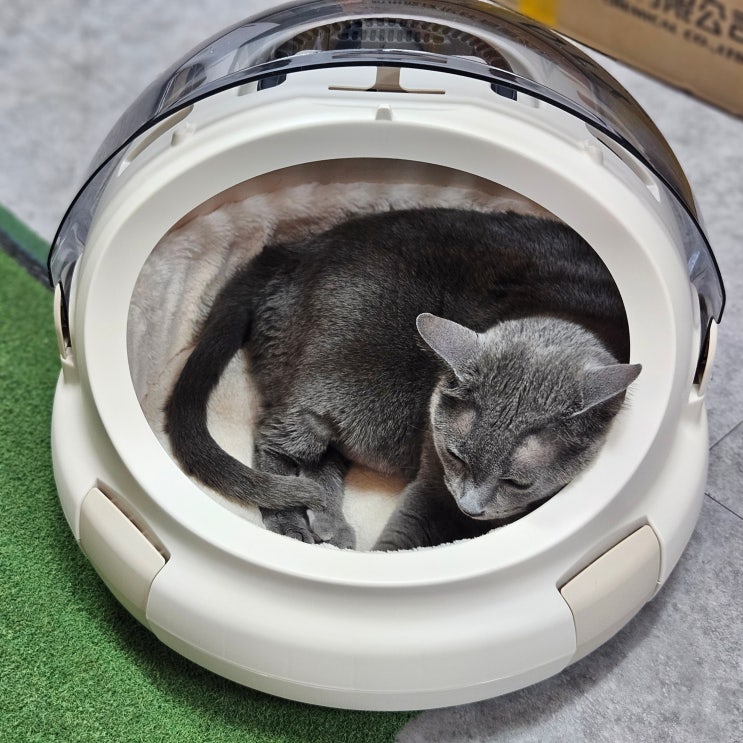 릿첼 고양이하우스 용품 고양이 이동장