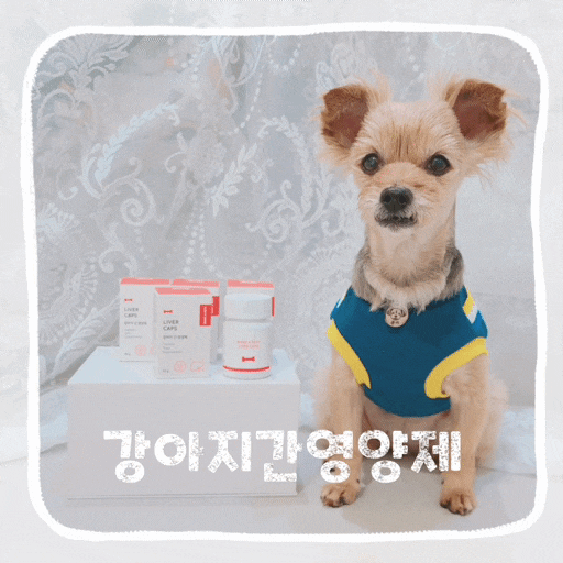  강아지 정상간수치 범위 검사결과 간영양제 추천
