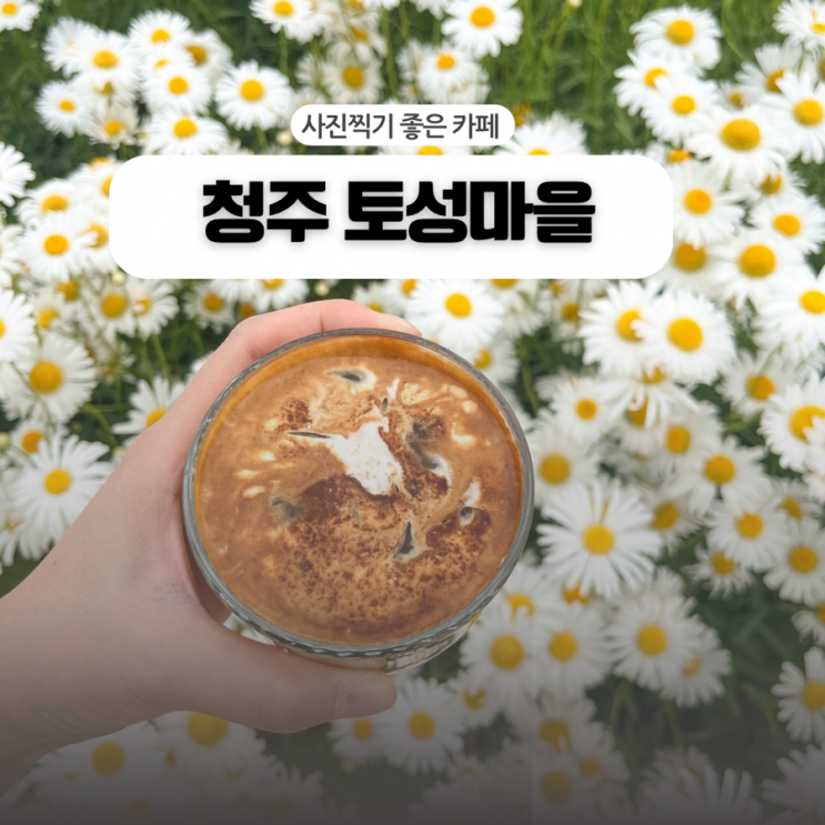  청주 5월 데이지를 볼 수 있는 카페| 토성마을