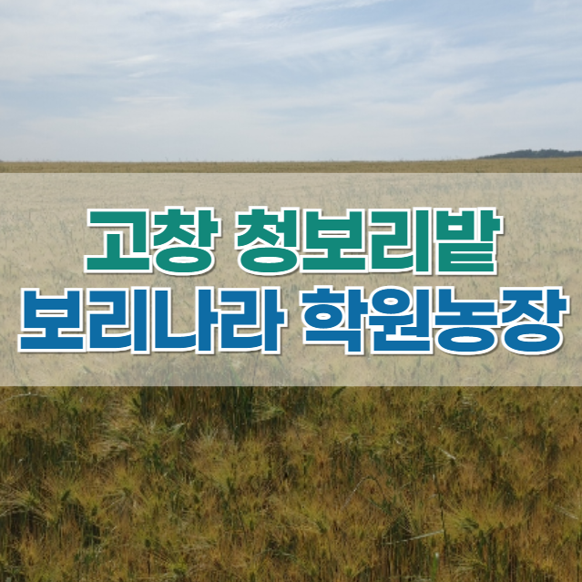  고창 청보리밭 '보리나라 학원농장' 축제 방문 후기